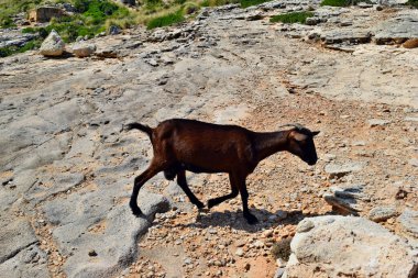 Vahşi keçi Formentor, Mallorca, İspanya 'daki tepeye bakıyor ve yürüyor.