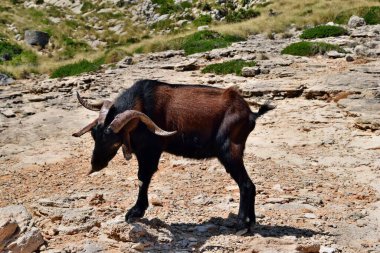 Vahşi keçi Formentor, Mallorca, İspanya 'daki tepeye bakıyor ve yürüyor.