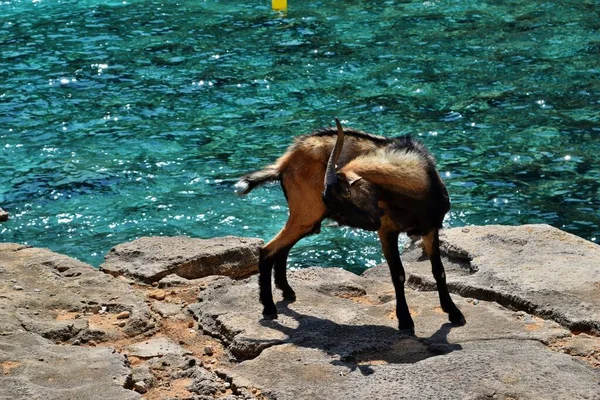 Capra Selvatica Addomesticata Guarda Cammina Sulla Roccia Vicino All Acqua — Foto Stock