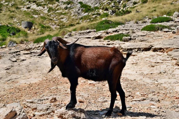 野生の飼いならされたヤギは スペインのマヨルカ島 フォルメンテルの丘を探して歩いています — ストック写真
