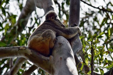 Queensland, Sunshine Coast, Avustralya 'daki Noosa Ulusal Parkı' ndaki ağaçta sevimli vahşi koala oturuyor.