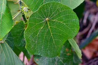 Queensland Avustralya 'daki Noosa Ulusal Parkı' nda tropikal bir bitki olan makaranga tanarius.