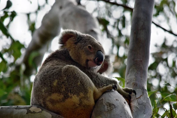 Słodki Dziki Miś Koala Siedzi Drzewie Parku Narodowym Noosa Queensland — Zdjęcie stockowe