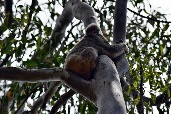 Słodki Dziki Miś Koala Siedzi Drzewie Parku Narodowym Noosa Queensland — Zdjęcie stockowe