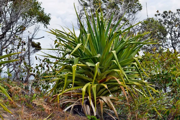 Planta Tropical Pandanus Tectorius Parque Nacional Noosa Queensland Austrália — Fotografia de Stock
