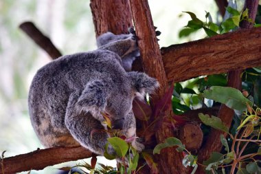Tatlı koala, Avustralya, Queensland 'da Sunshine Coast' ta bir ağaç dalında oturmuş okaliptüs yiyor.