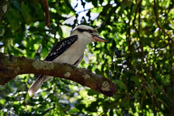 支店上のKookaburra サンシャイン海岸 クイーンズランド州 オーストラリア — ストック写真