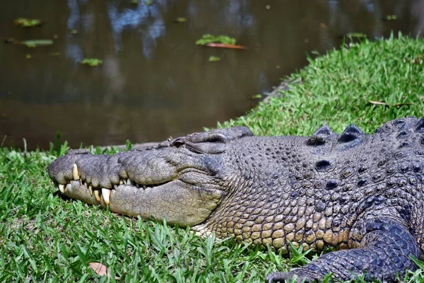 Krokodile Ruhen Auf Krokodilfarm Queensland Australien — Stockfoto