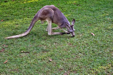  Queensland, Avustralya 'da dinlenen vahşi gri kanguru.