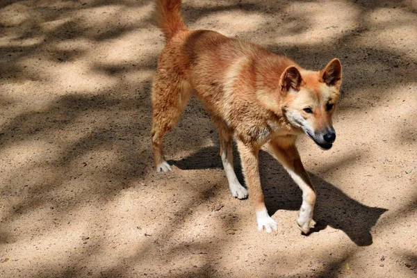 Австралийская Собака Динго Canis Dingo Лежит Песке Квинсленде Австралия — стоковое фото