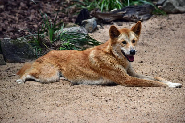 Australischer Hund Dingo Canis Dingo Liegt Sand Queensland Australien — Stockfoto