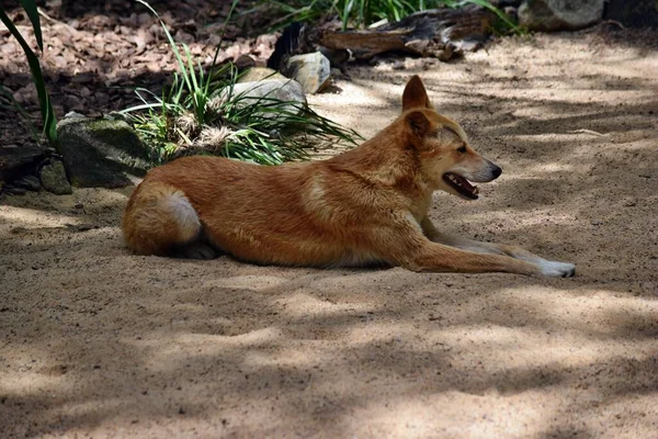 Австралийская Собака Динго Canis Dingo Лежит Песке Квинсленде Австралия — стоковое фото