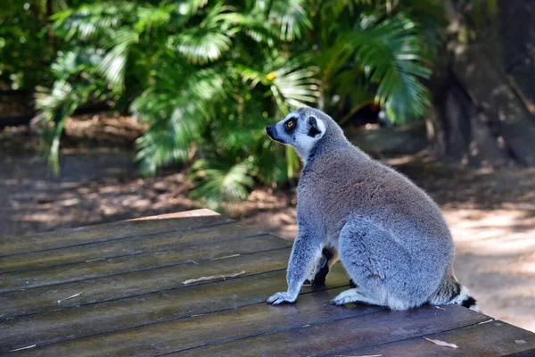 Piękny Młody Pierścień Ogon Lemur Siedzi Dachu — Zdjęcie stockowe