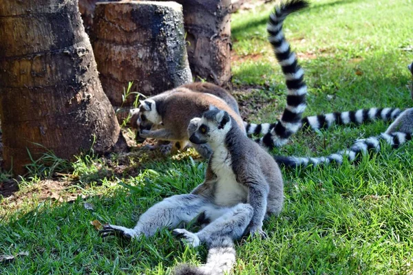 Grupa Piękny Młody Pierścień Lemur Ogoniasty Siedzi Trawie — Zdjęcie stockowe
