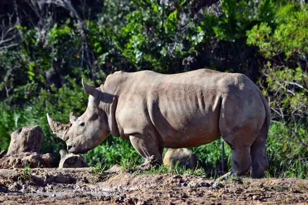 Old Big African Rhino Standing Ground Wildlife Australia — Stock Photo, Image