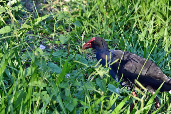 Mooie Vogel Swamphen Porphyrio Loopt Grond Het Wild Australië — Stockfoto