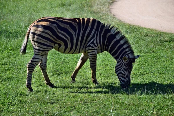 Schöne Afrikanische Zebras Stehen Und Essen Auf Dem Gras Wildtiere — Stockfoto