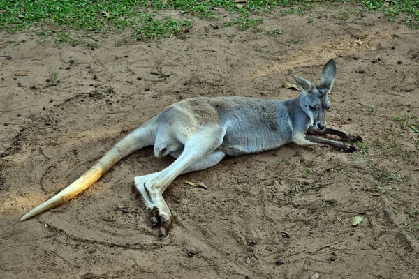 Villi Harmaa Kenguru Lepää Queenslandissa Australiassa — kuvapankkivalokuva