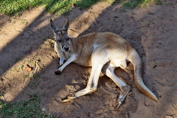 Very muscular wild red kangaroo lying on the ground in Queensland, Australia