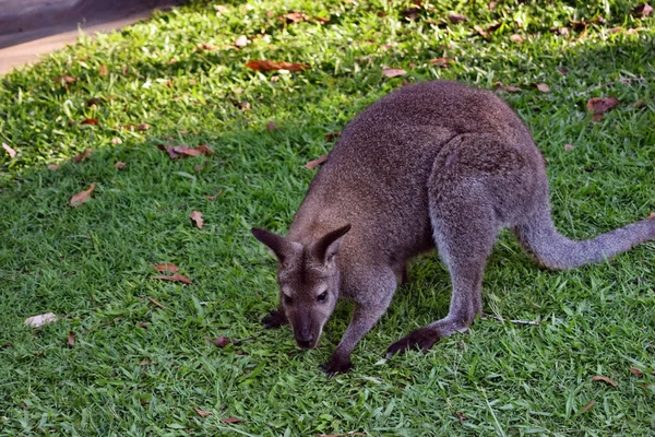 Ung Söt Vild Grå Wallaby Känguru Sitter Gräset Queensland Australien — Stockfoto