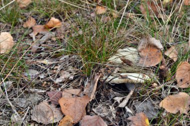 Rrussula aeruginea lindblad yenilebilir mantar ormanda yetişiyor.