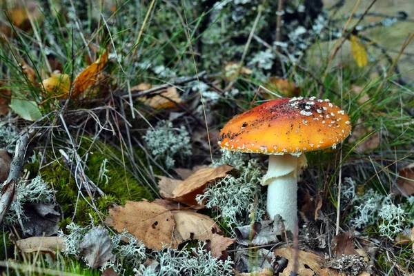 Cogumelo Vermelho Tóxico Amanita Muscaria Está Crescendo Floresta — Fotografia de Stock
