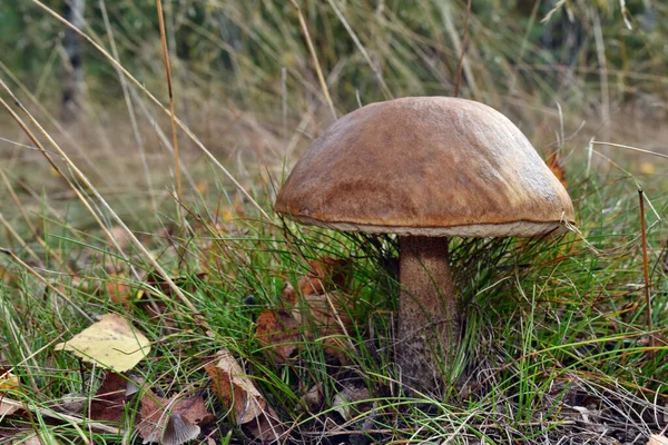 Grzyb Brusznica Leccinum Rosnący Lesie — Zdjęcie stockowe