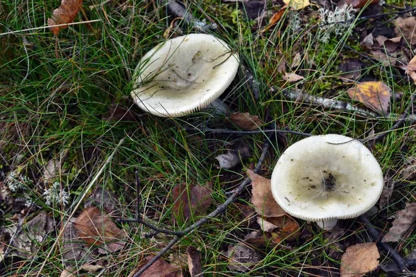 Rrussula Aeruginea Lindblad Edible Mushroom Growing Forest — Stock Photo, Image