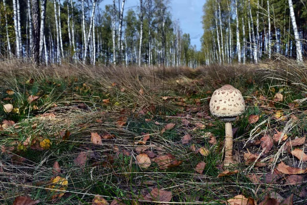 One Edible Parasol Mushroom Macrolepiota Procera Growing Forest — Stock Photo, Image