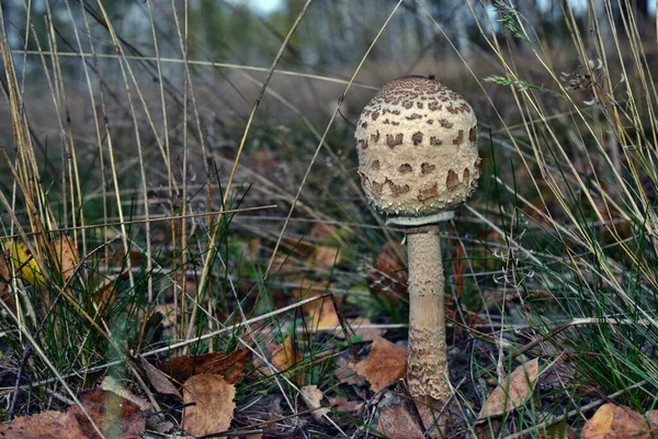 One Edible Parasol Mushroom Macrolepiota Procera Growing Forest — Stock Photo, Image