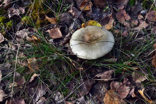 Cogumelo Guarda Sol Comestível Macrolepiota Procera Está Crescendo Floresta — Fotografia de Stock