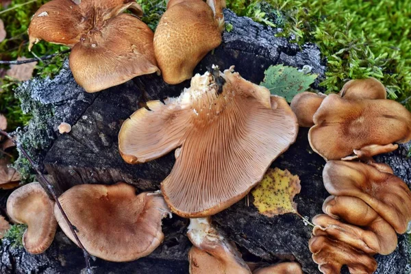 Muschelkalk Panus Conchatus Lentinus Forest Fungus Mushroom Violet — 图库照片