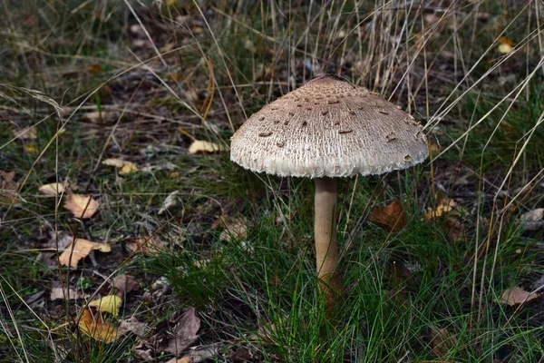 Egy Ehető Napernyő Gomba Makrolepiota Procera Növekszik Erdőben — Stock Fotó