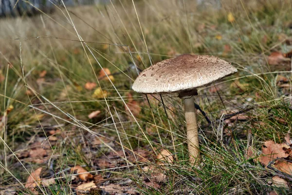 Een Eetbare Parasol Paddenstoel Macrolepiota Procera Groeit Het Bos — Stockfoto