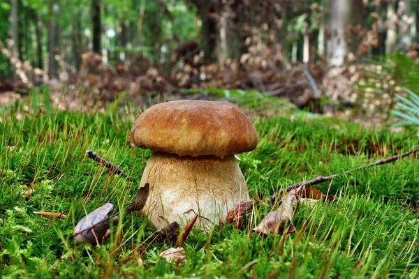 Mushroom boletus — Stockfoto