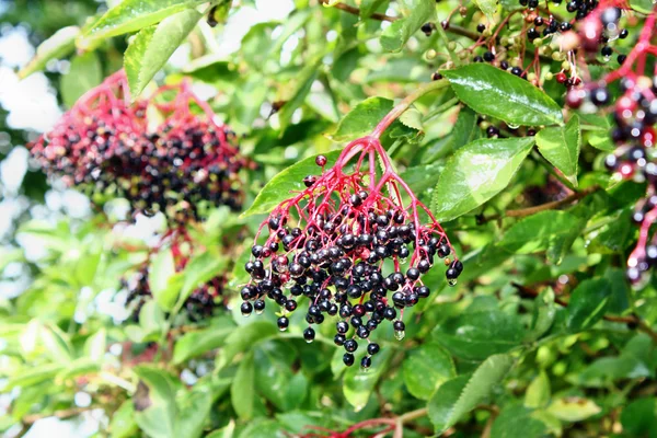 Frutos de sabugueiro — Fotografia de Stock