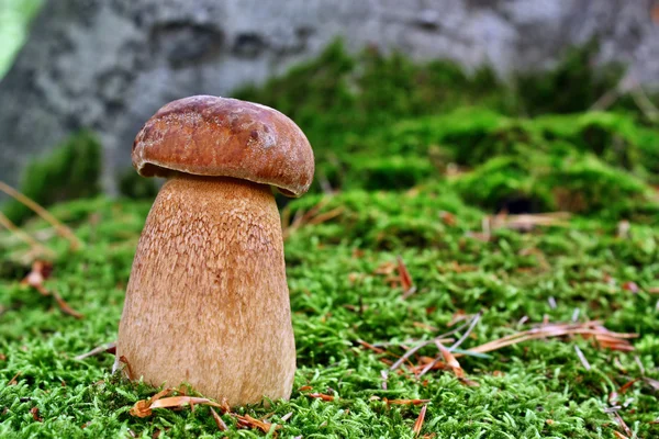 Boletus mushroom — стоковое фото