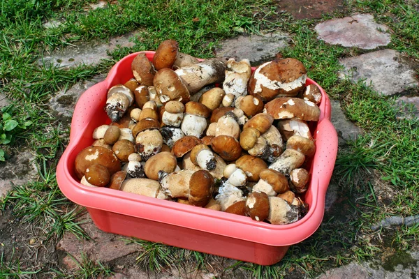 Boletus mushroom box — Stock Photo, Image