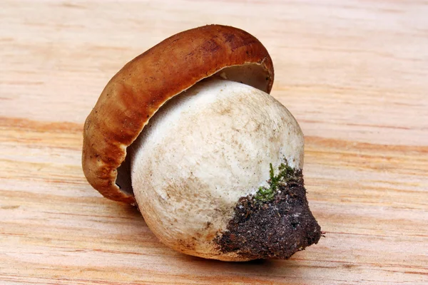 Boleto de cogumelos — Fotografia de Stock