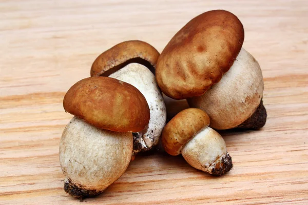 Mushrooms boletus — Stok fotoğraf