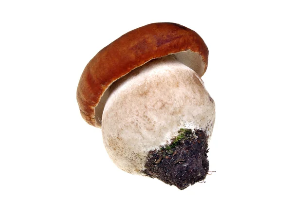 Ciuperci boletus — Fotografie, imagine de stoc