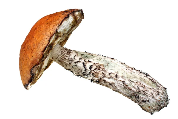 Mushroom leccinum aurantiacum — Stock Photo, Image