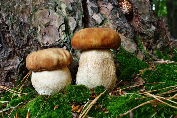 Two mushroom boletus — Stock Photo, Image