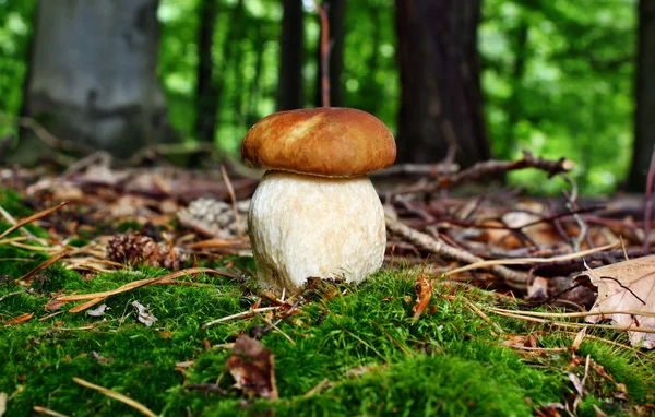 버섯 boletus — 스톡 사진