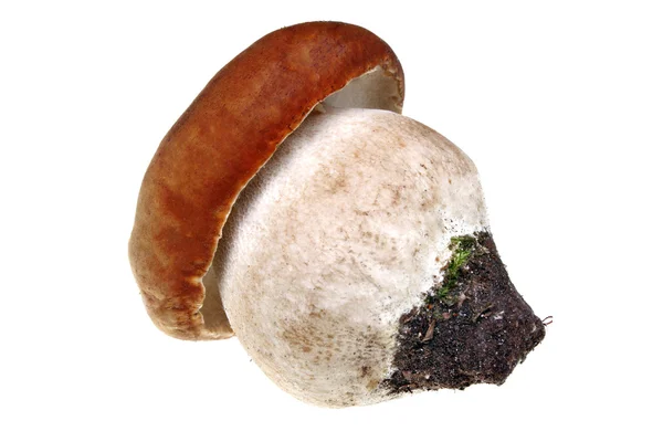 Fungo boletus — Foto Stock