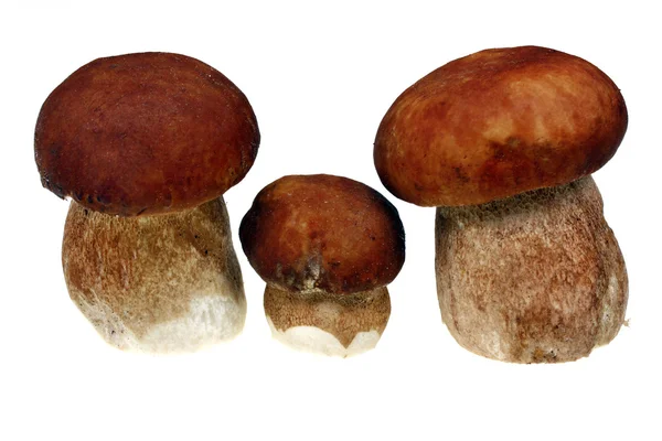 Three mushroom boletus — Stock Photo, Image