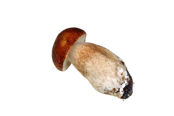 Boletus de setas — Foto de Stock