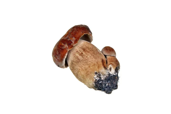 Dos boletus de setas — Foto de Stock