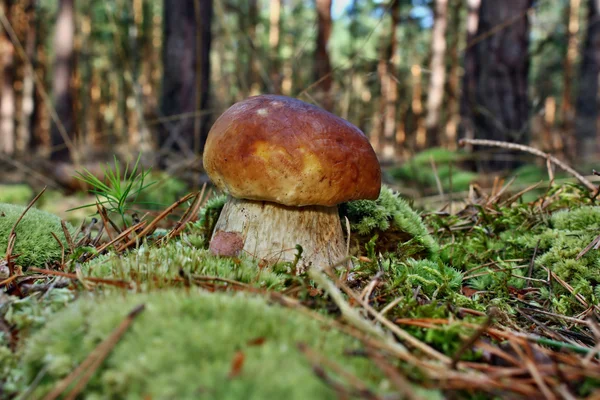 Boletus 새싹 — 스톡 사진