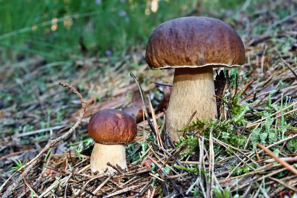 Due funghi boletus edulis — Foto Stock